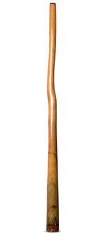 Tristan O'Meara Didgeridoo (TM334)